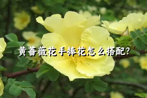 黄蔷薇花手捧花怎么搭配？