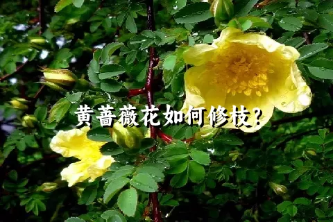 黄蔷薇花如何修枝？