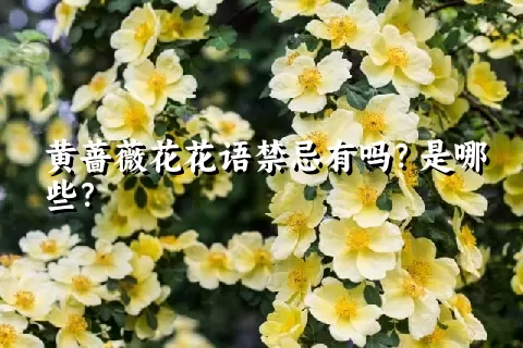 黄蔷薇花花语禁忌有吗？是哪些？