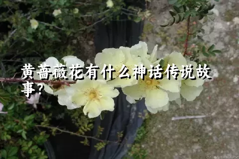 黄蔷薇花有什么神话传说故事？