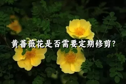 黄蔷薇花是否需要定期修剪？