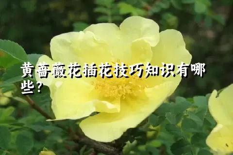 黄蔷薇花插花技巧知识有哪些？