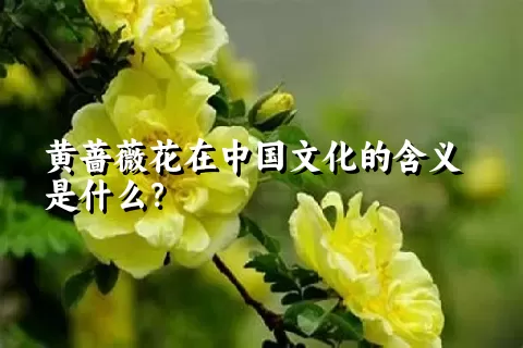 黄蔷薇花在中国文化的含义是什么？