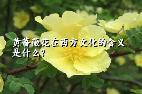 黄蔷薇花在西方文化的含义是什么？