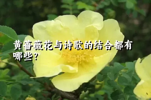 黄蔷薇花与诗歌的结合都有哪些？