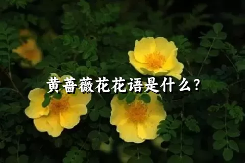 黄蔷薇花花语是什么？