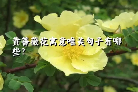 黄蔷薇花寓意唯美句子有哪些？