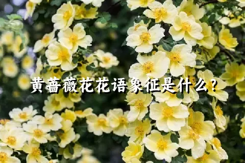 黄蔷薇花花语象征是什么？