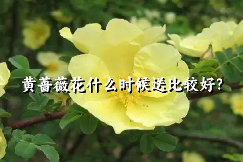 黄蔷薇花什么时候送比较好？