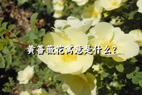 黄蔷薇花寓意是什么？