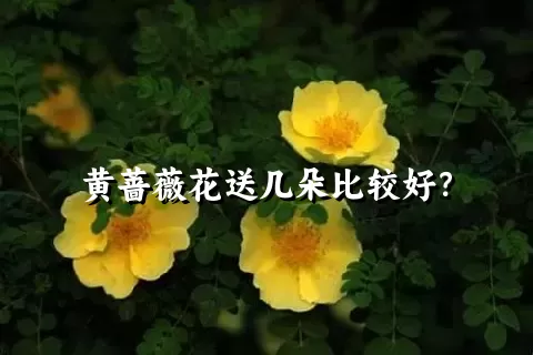 黄蔷薇花送几朵比较好？