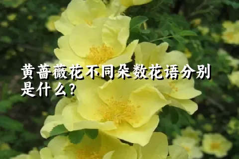 黄蔷薇花不同朵数花语分别是什么？