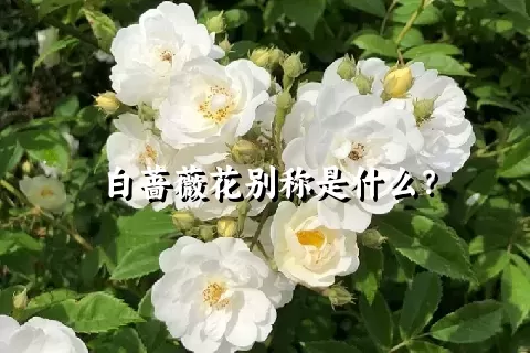 白蔷薇花别称是什么？