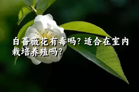 白蔷薇花有毒吗？适合在室内栽培养殖吗？