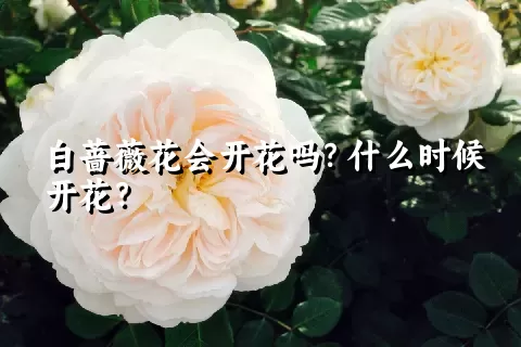 白蔷薇花会开花吗？什么时候开花？