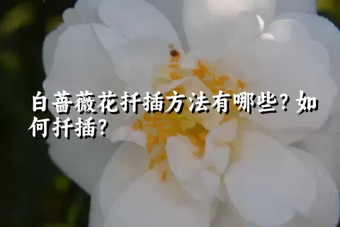 白蔷薇花扦插方法有哪些？如何扦插？