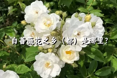 白蔷薇花之乡（都）是哪里？