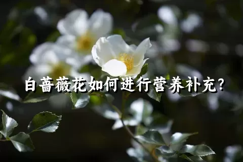 白蔷薇花如何进行营养补充？