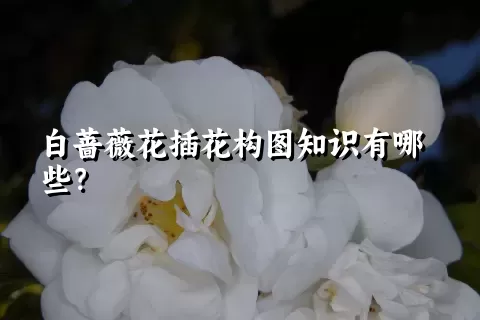 白蔷薇花插花构图知识有哪些？