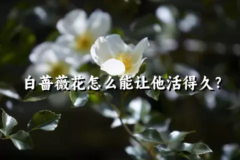 白蔷薇花怎么能让他活得久？