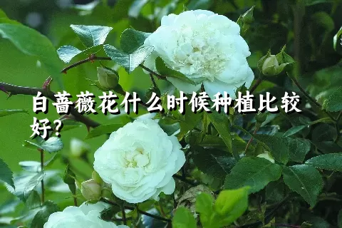 白蔷薇花什么时候种植比较好？