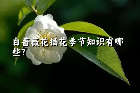 白蔷薇花插花季节知识有哪些？