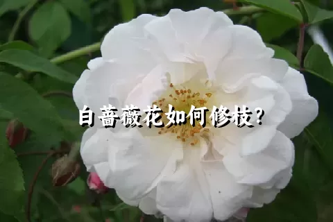 白蔷薇花如何修枝？