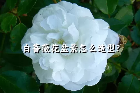 白蔷薇花盆景怎么造型？