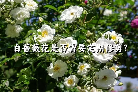 白蔷薇花是否需要定期修剪？