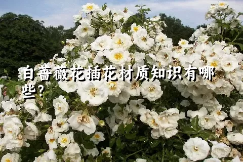 白蔷薇花插花材质知识有哪些？