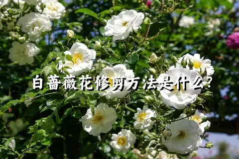 白蔷薇花修剪方法是什么？