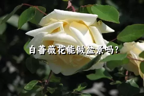 白蔷薇花能做盆景吗？