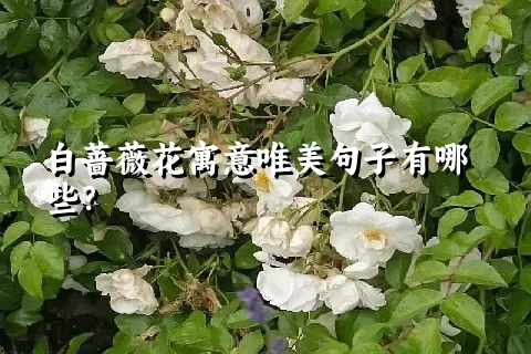 白蔷薇花寓意唯美句子有哪些？