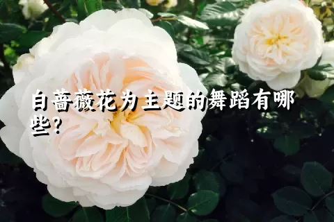 白蔷薇花为主题的舞蹈有哪些？