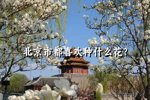 北京市都喜欢种什么花？