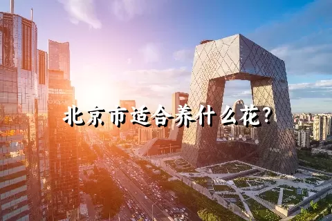 北京市适合养什么花？