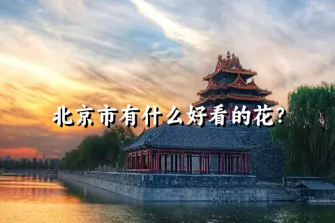 北京市有什么好看的花？