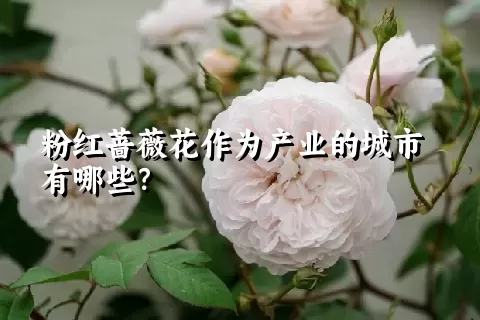 粉红蔷薇花作为产业的城市有哪些？