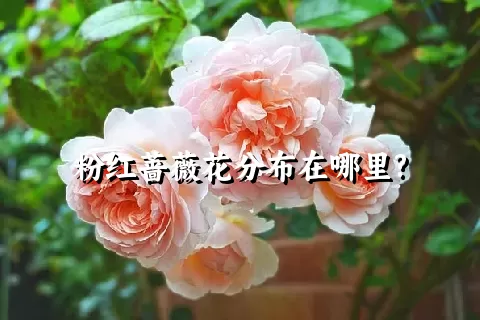 粉红蔷薇花分布在哪里?