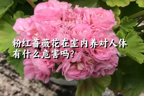 粉红蔷薇花在室内养对人体有什么危害吗？