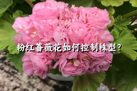 粉红蔷薇花如何控制株型？