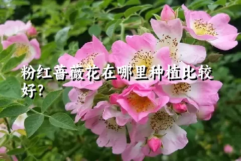 粉红蔷薇花在哪里种植比较好？