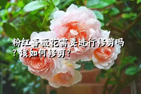 粉红蔷薇花需要进行修剪吗？该如何修剪？