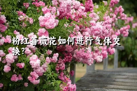 粉红蔷薇花如何进行气体交换？