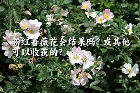 粉红蔷薇花会结果吗？或其他可以收获的？