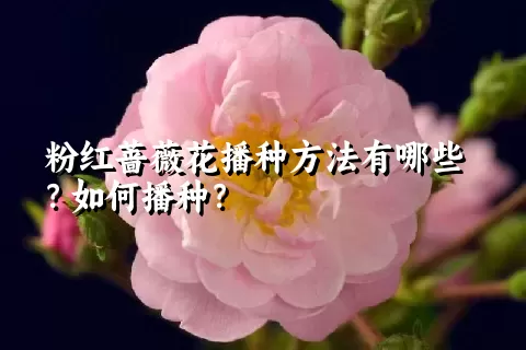 粉红蔷薇花播种方法有哪些？如何播种？