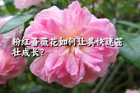 粉红蔷薇花如何让其快速茁壮成长？