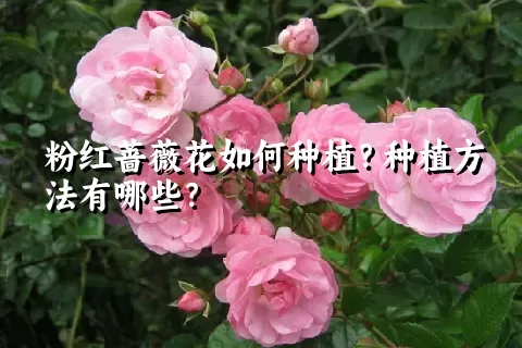 粉红蔷薇花如何种植？种植方法有哪些？