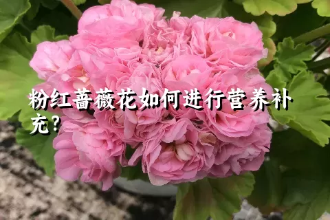 粉红蔷薇花如何进行营养补充？