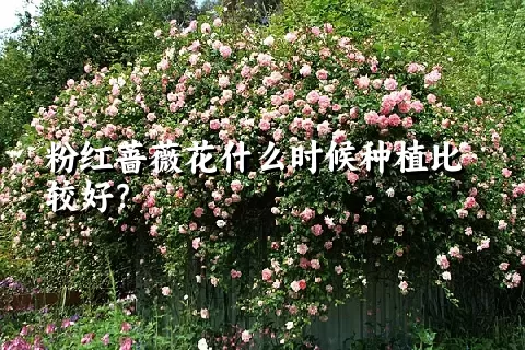 粉红蔷薇花什么时候种植比较好？